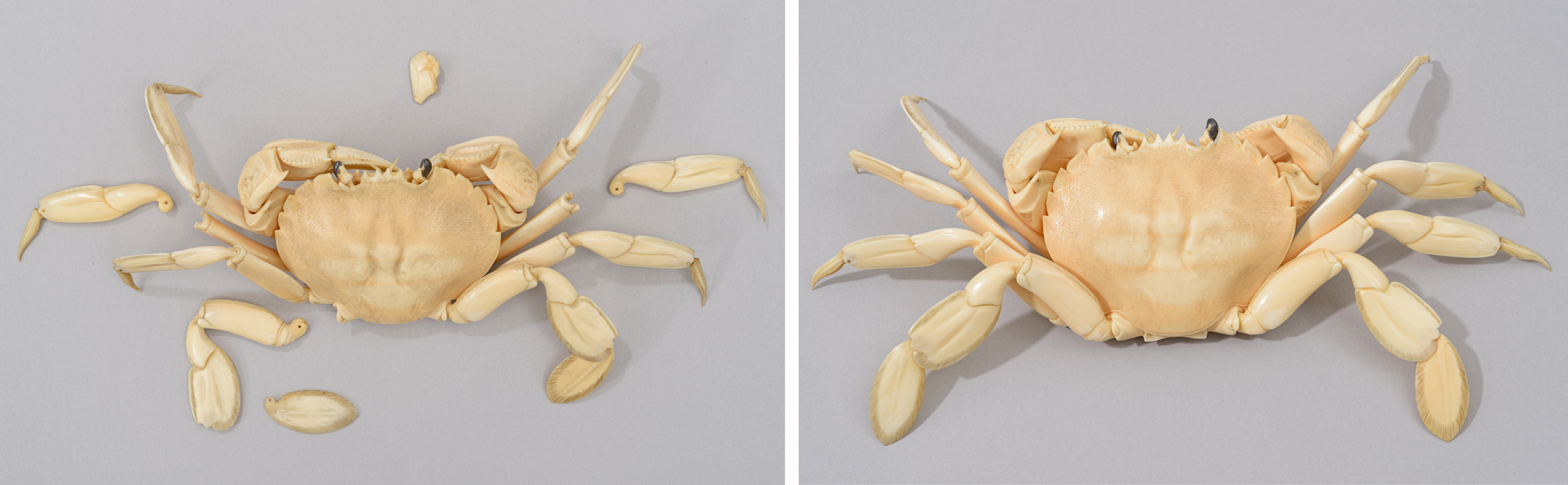Left: top view of the crab with ivory covered with a layer of dust and dirt, and four sections of legs and one part of mouth detached. Right: top view of the crab after cleaning and repairs: the ivory has regained its natural warm colour and lustre